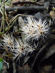 Pterula subulata