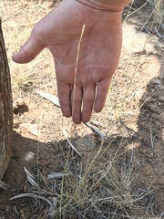 Pseudoroegneria spicata spicata