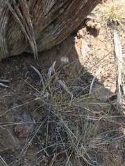 Pseudoroegneria spicata spicata