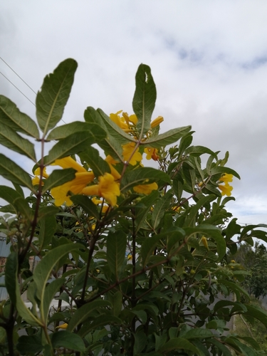 Tecoma stans