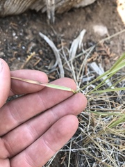 Pseudoroegneria spicata spicata