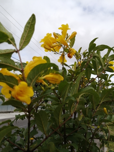 Tecoma stans