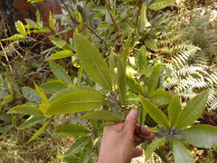 Pittosporum undulatum