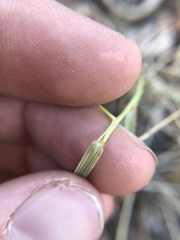 Pseudoroegneria spicata spicata