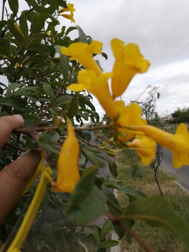 Tecoma stans