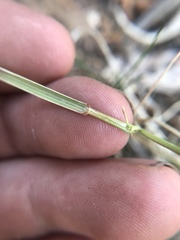 Pseudoroegneria spicata spicata