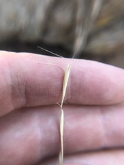 Pseudoroegneria spicata spicata