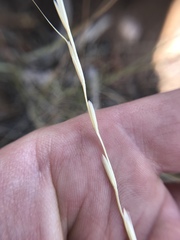 Pseudoroegneria spicata spicata