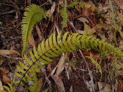 Blechnum occidentale