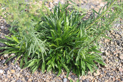 Erigeron floribundus