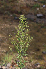 Erigeron floribundus