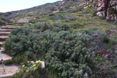 Passerina ericoides