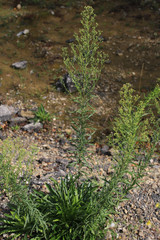 Erigeron floribundus
