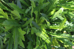 Erigeron floribundus