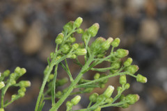 Erigeron floribundus
