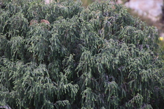 Passerina ericoides