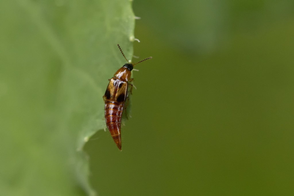 Lordithon trinotatus