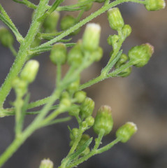 Erigeron floribundus