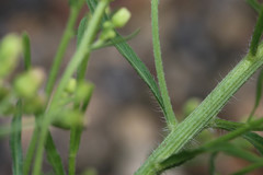 Erigeron floribundus