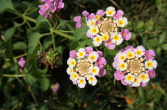 Lantana camara