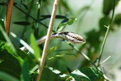 Thelotornis capensis capensis