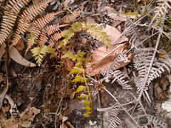 Asplenium aethiopicum