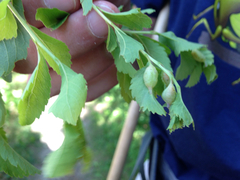 Dasineura salicifoliae