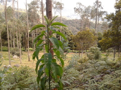 Solanum oblongifolium