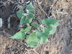 Araujia brachystephana