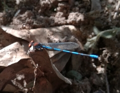 Argia oenea