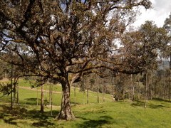 Quercus humboldtii