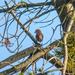 West European Crossbill - Photo (c) Allan Hopkins, some rights reserved (CC BY-NC-ND)