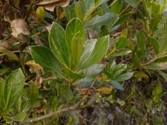 Baccharis macrantha