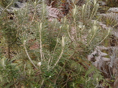 Linochilus rosmarinifolius