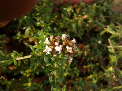 Galianthe bogotensis