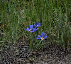 Calydorea xiphioides