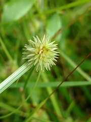 Cyperus brevifolioides