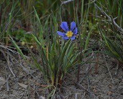 Calydorea xiphioides
