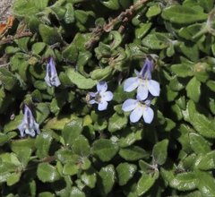 Lobelia boivinii