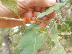 Striatoandricus aciculatus