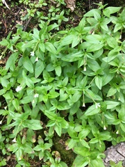 Epilobium lactiflorum