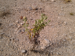 Pseudognaphalium elegans