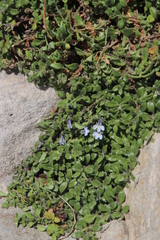 Lobelia boivinii