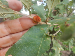 Striatoandricus aciculatus