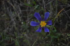 Calydorea xiphioides