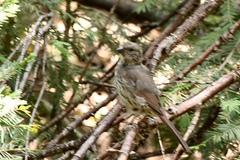 Passerella iliaca