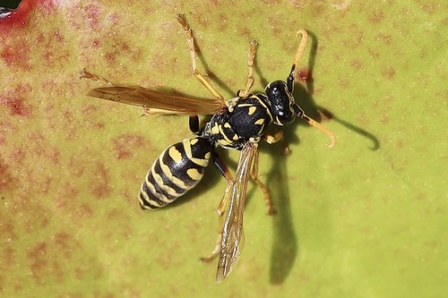 European Paper Wasp photo 4
