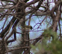 Vireo atricapilla