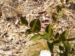 Cavendishia bracteata