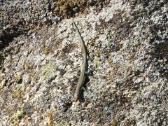 Podarcis guadarramae guadarramae